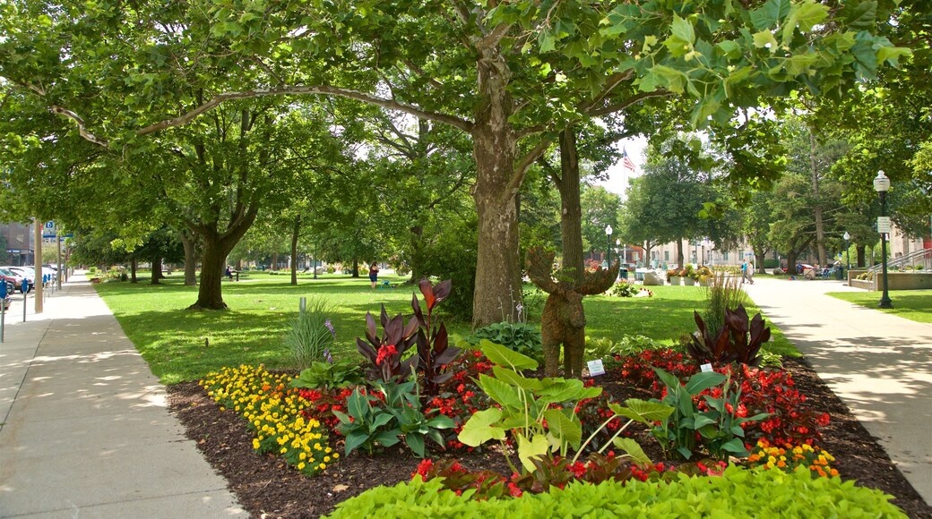 Kalamazoo featuring wild flowers and a park