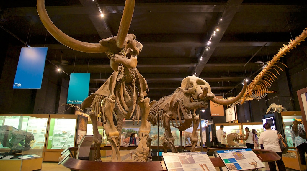 Exhibit Museum of Natural History at the University Of Michigan showing interior views