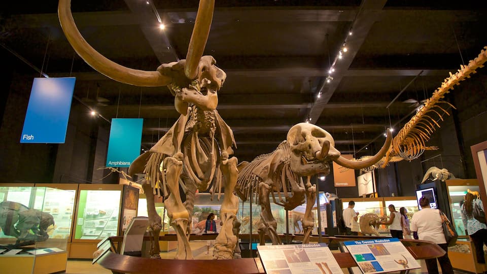 Exhibit Museum of Natural History at the University Of Michigan featuring interior views