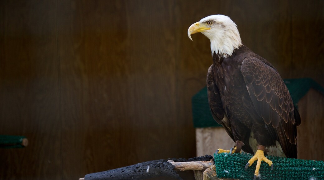 Wetenschapscentrum Leslie toont dierentuindieren en vogels