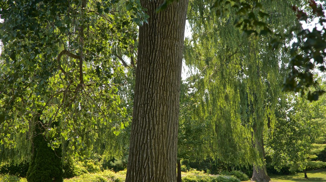 Ojibway Island showing a garden