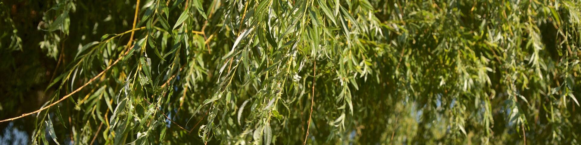 Ojibway Island which includes a park