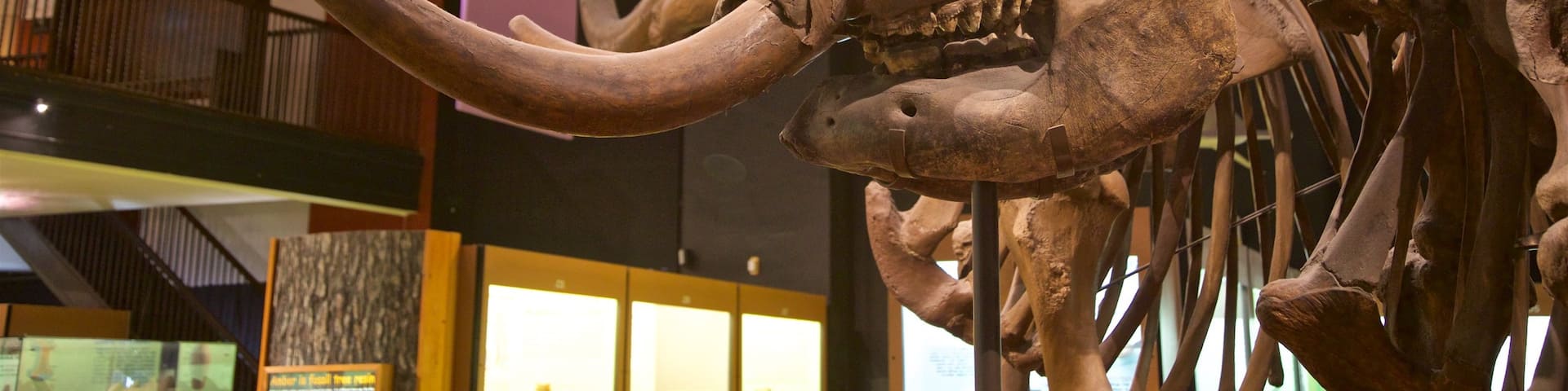 Exhibit Museum of Natural History at the University Of Michigan ofreciendo vistas interiores