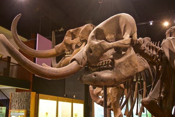 Exhibit Museum of Natural History at the University of Michigan montrant vues intérieures