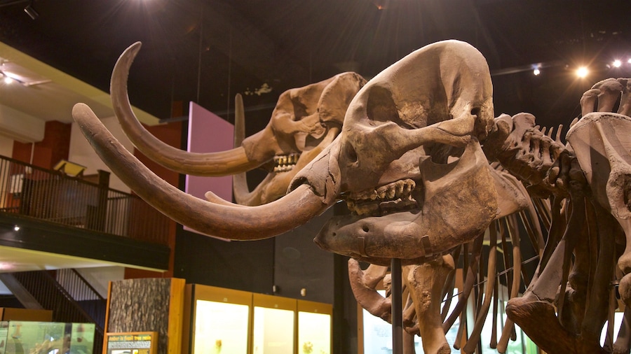 Museum Sejarah Alam di Universitas Michigan