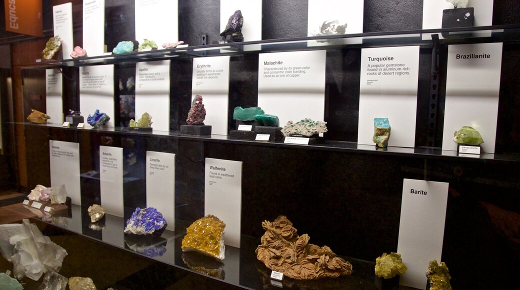 Exhibit Museum of Natural History at the University Of Michigan mostrando vistas interiores