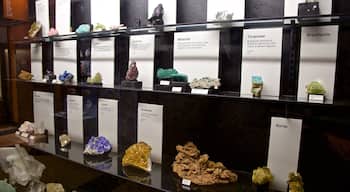 Exhibit Museum of Natural History at the University Of Michigan caratteristiche di vista interna