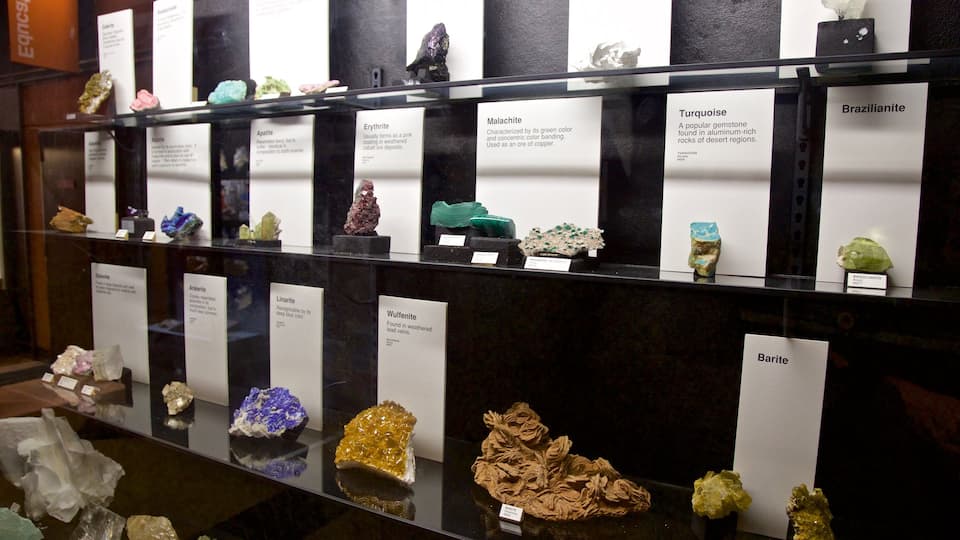 Exhibit Museum of Natural History at the University of Michigan montrant vues intérieures