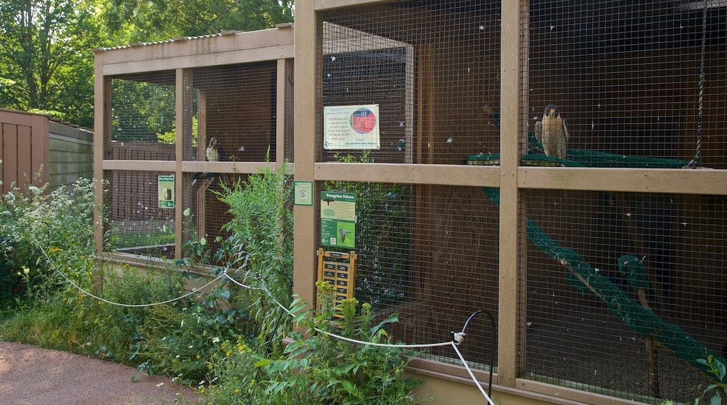 Leslie Science Center featuring bird life and zoo animals