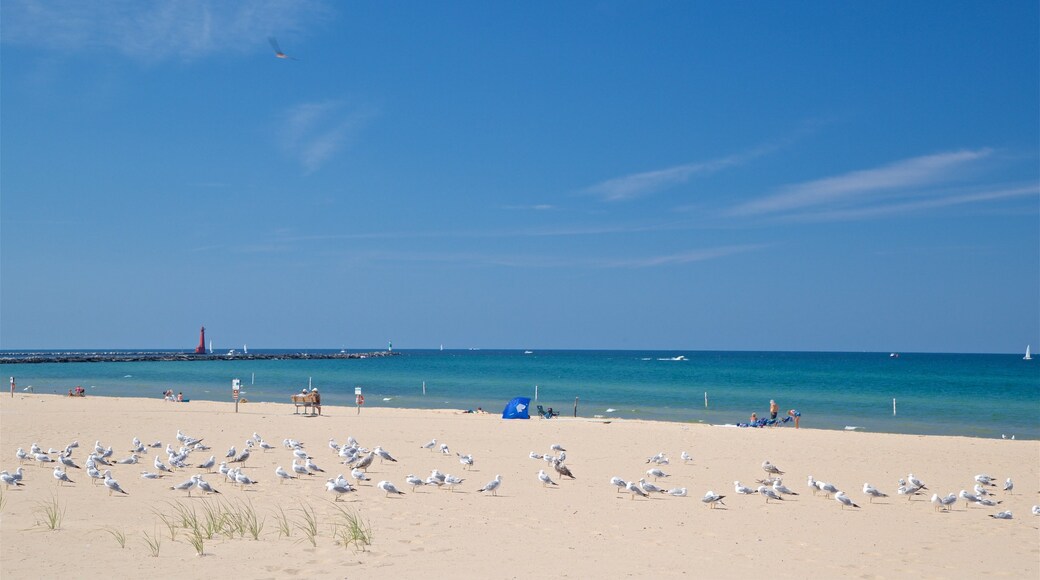 Muskegon State Park which includes a beach, general coastal views and bird life