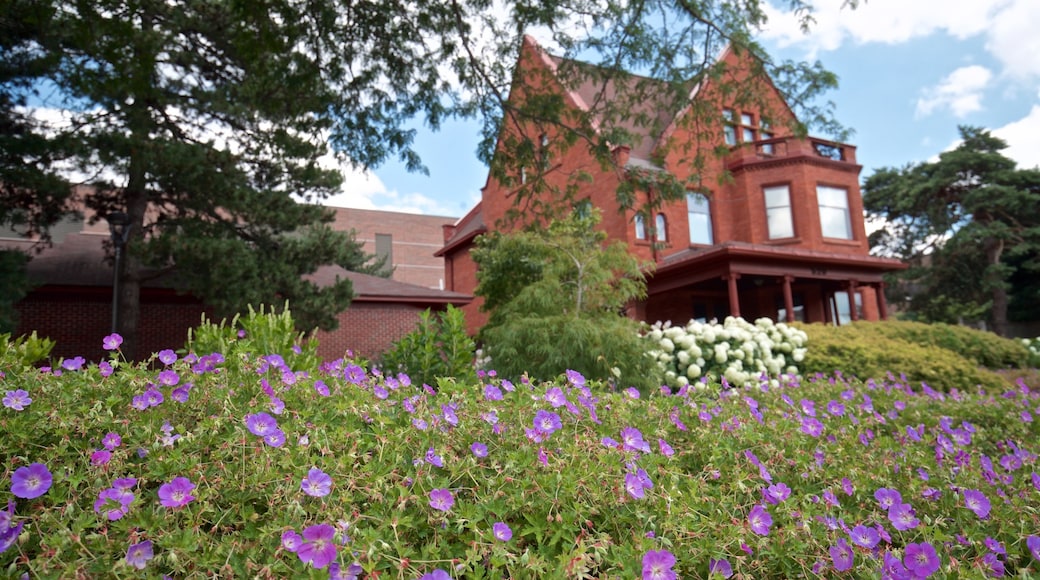 Herrmann House showing a house and wild flowers