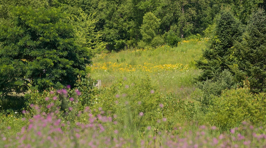 Markin Glen County Park che include paesaggi rilassanti e fiori di campo