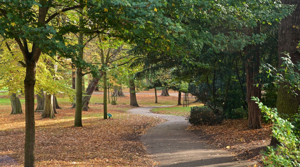 Ipswich som visar höstlöv och en park