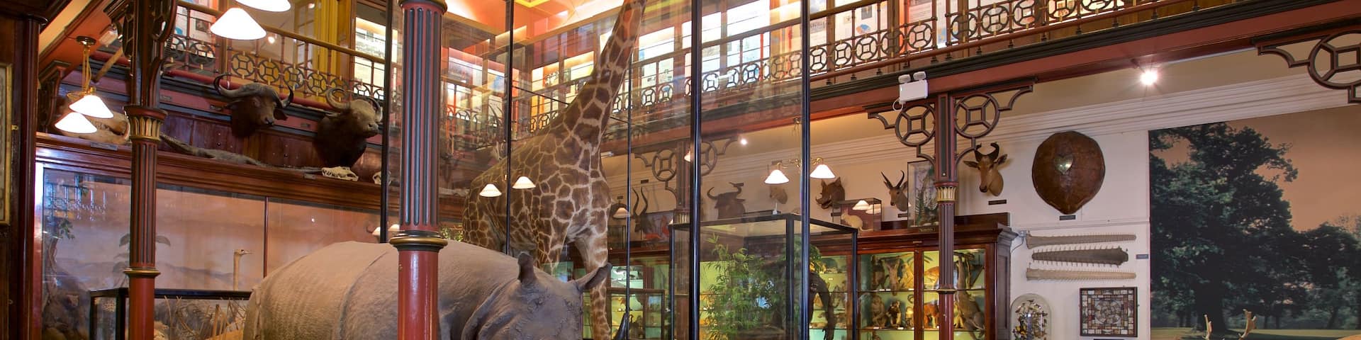 Ipswich Museum featuring interior views