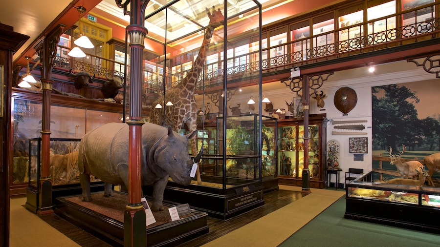 Ipswich Museum showing interior views