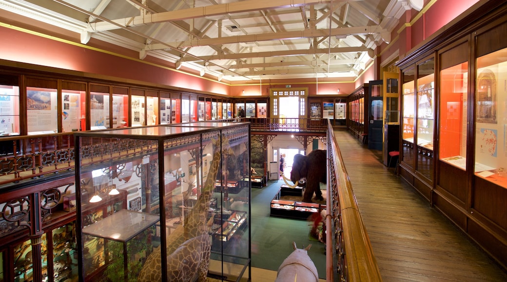 Ipswich Museum featuring interior views