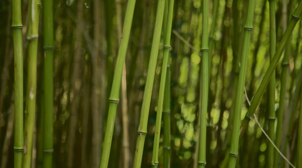 Saumarez Park som inkluderar en trädgård