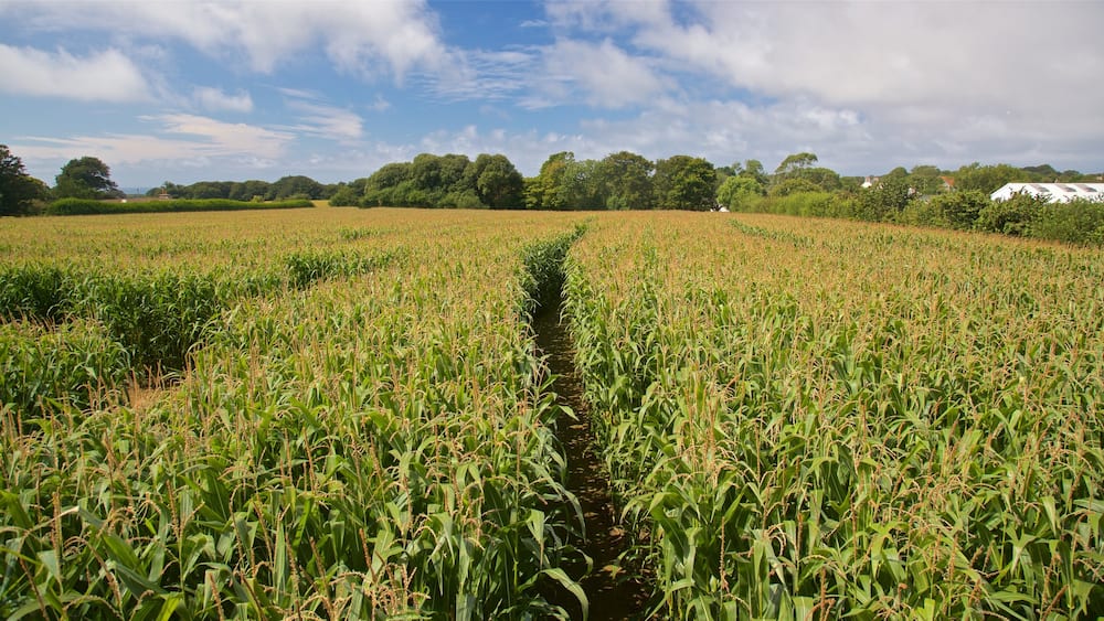 aMazin! Adventure Park & Maze qui includes ferme et panoramas
