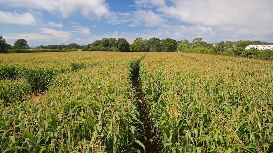 aMazin! Adventure Park & Maze featuring landscape views and farmland