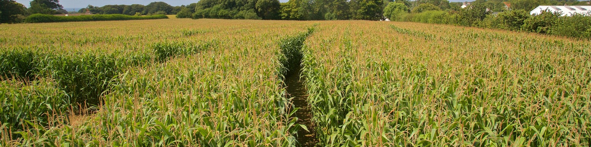 Jersey, Jersey (JER)