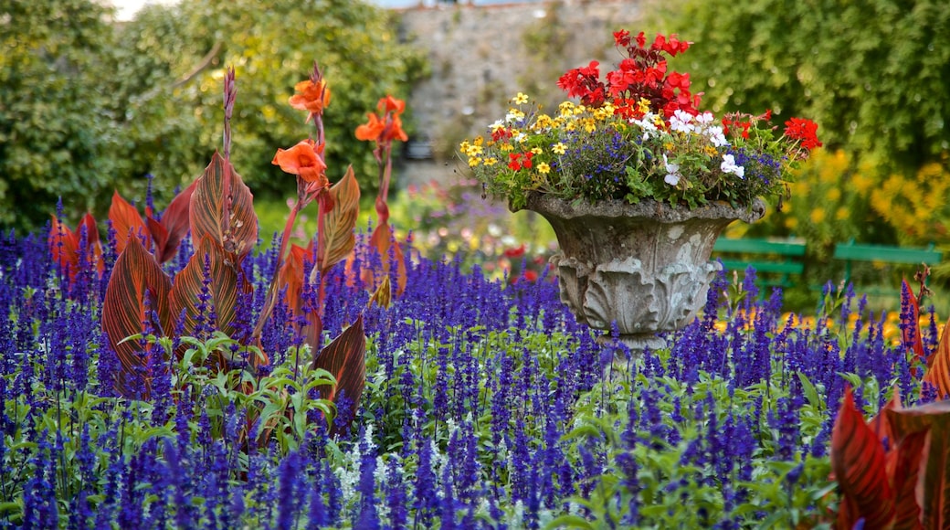 Candie Gardens showing wild flowers and flowers