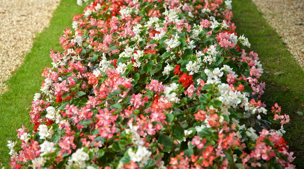 Saumarez Park showing flowers and wild flowers