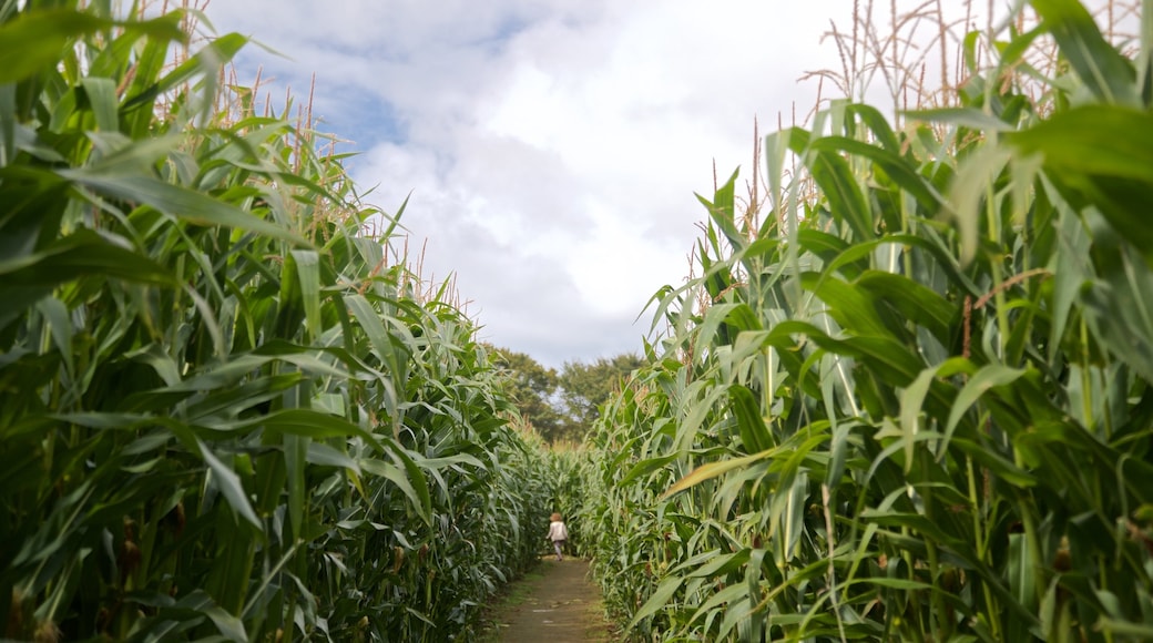 aMazin! Adventure Park & Maze ofreciendo tierras de cultivo