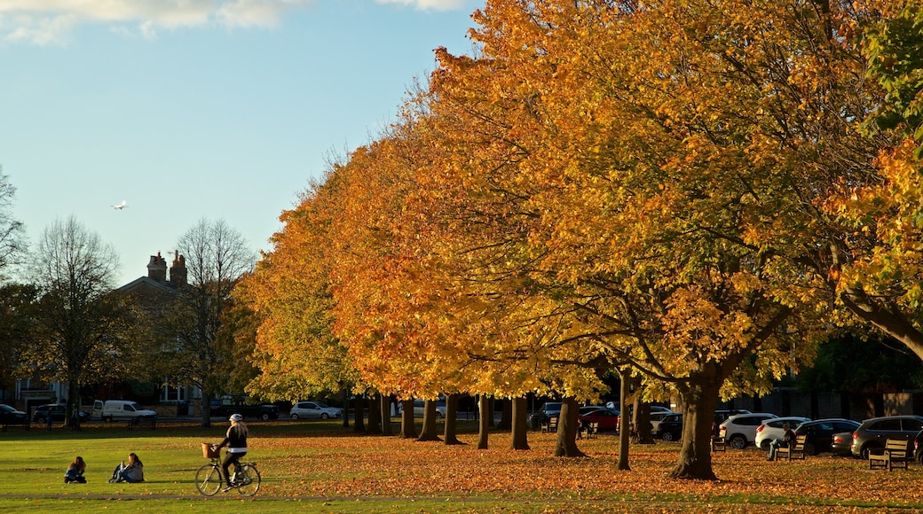 Richmond Green showing autumn leaves and a garden