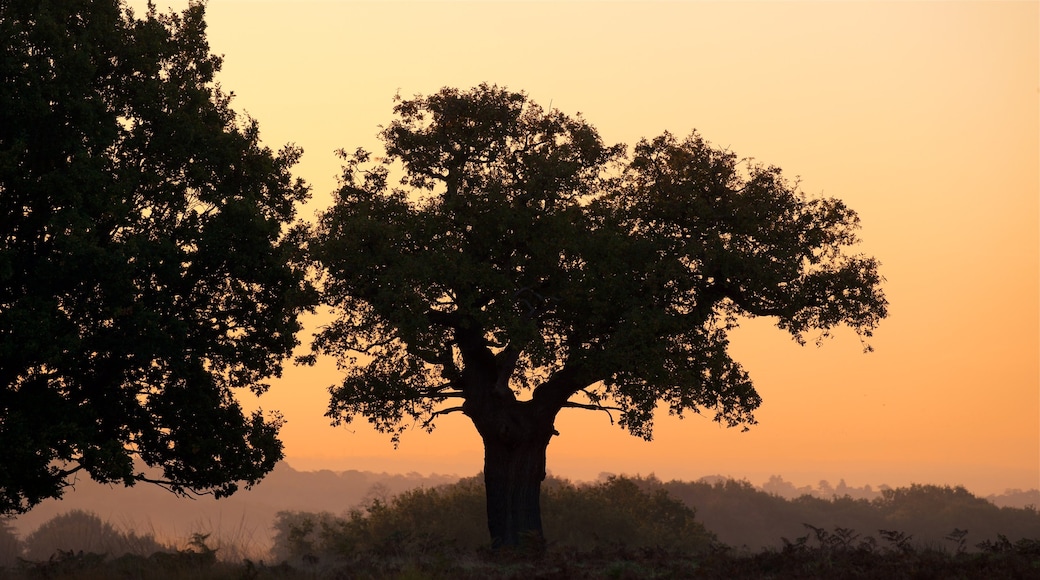 Richmond Park som omfatter fredfyldte omgivelser, udsigt over landskaber og en solnedgang