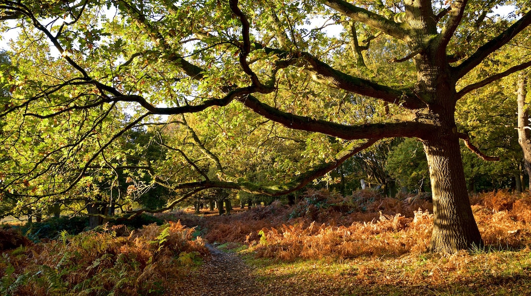 Richmond Park som visar stillsam natur