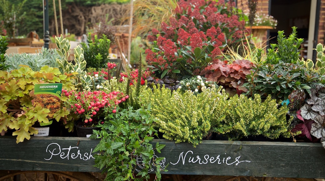 Richmond-upon-Thames showing signage and flowers