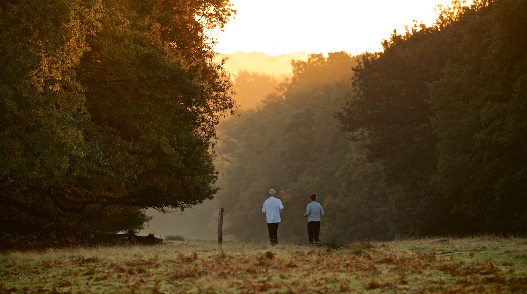 Richmond Park showing a park, a sunset and hiking or walking