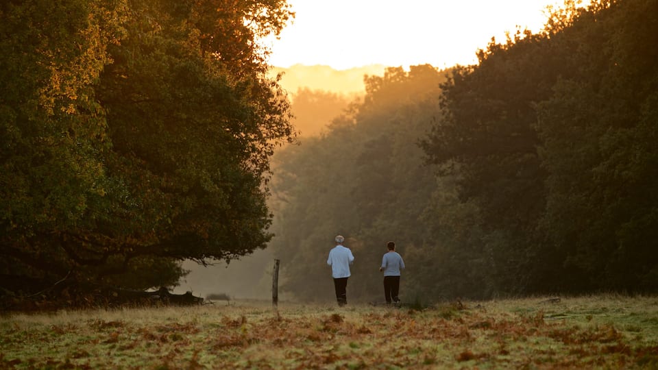 Richmond Park which includes a sunset, hiking or walking and a park