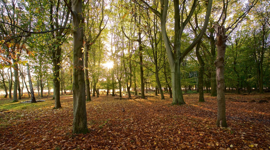 Richmond Park caracterizando um jardim, folhas de outono e um pĂŽr do sol