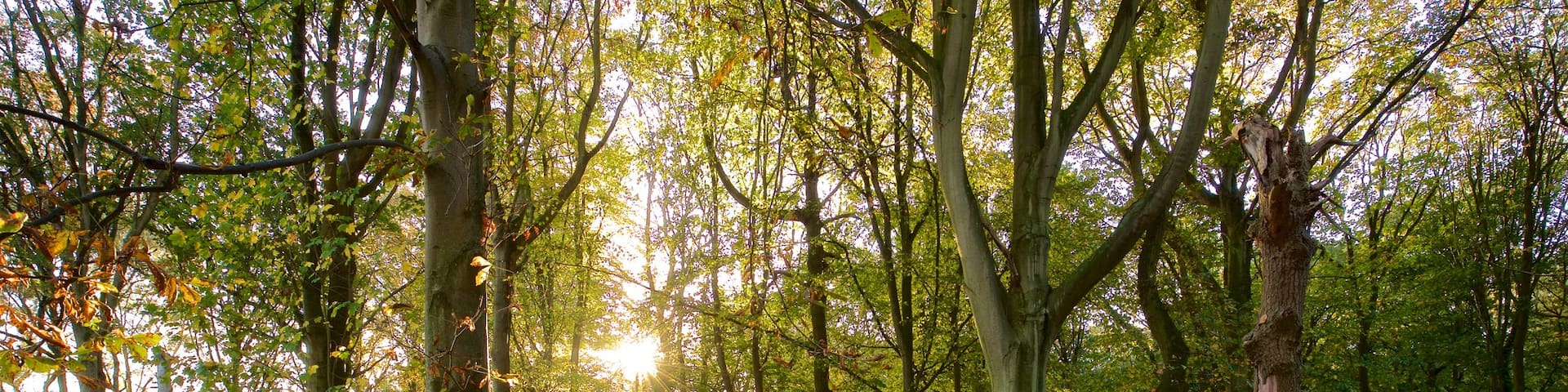Richmond Park showing fall colors, a park and a sunset