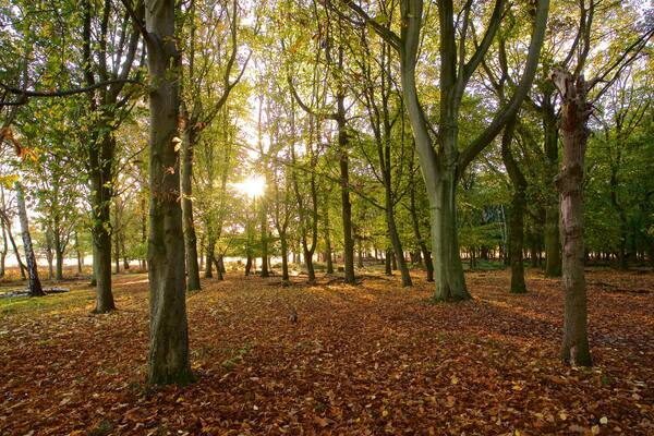 Richmond Park featuring a sunset, autumn colours and a garden