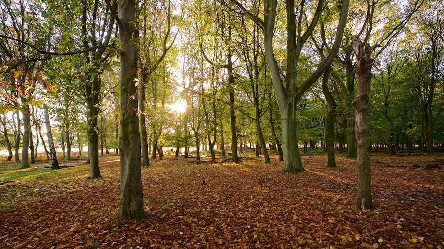 Richmond Park caracterizando um jardim, folhas de outono e um pĂŽr do sol