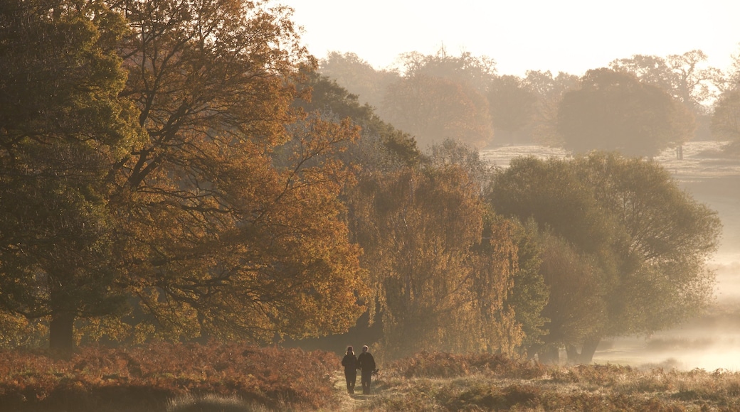 Richmond Park johon kuuluu rauhalliset maisemat sekä pari