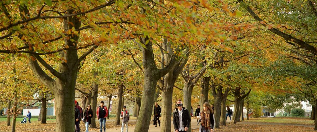 Greenwich Park que inclui folhas de outono e um parque assim como um casal