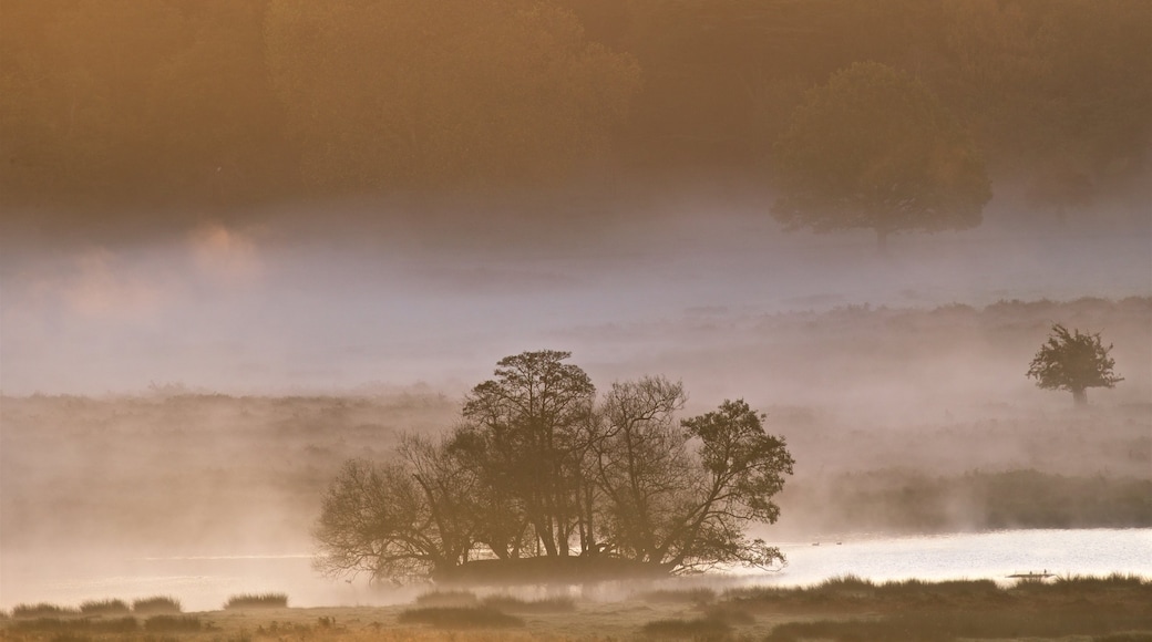 Richmond Park featuring a pond, tranquil scenes and mist or fog