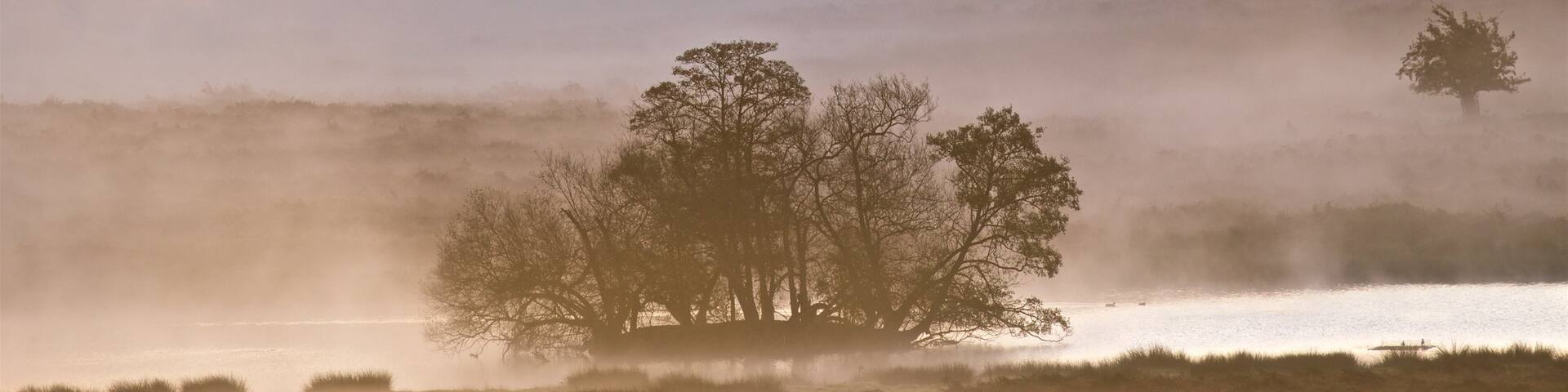Richmond Park which includes tranquil scenes, landscape views and mist or fog