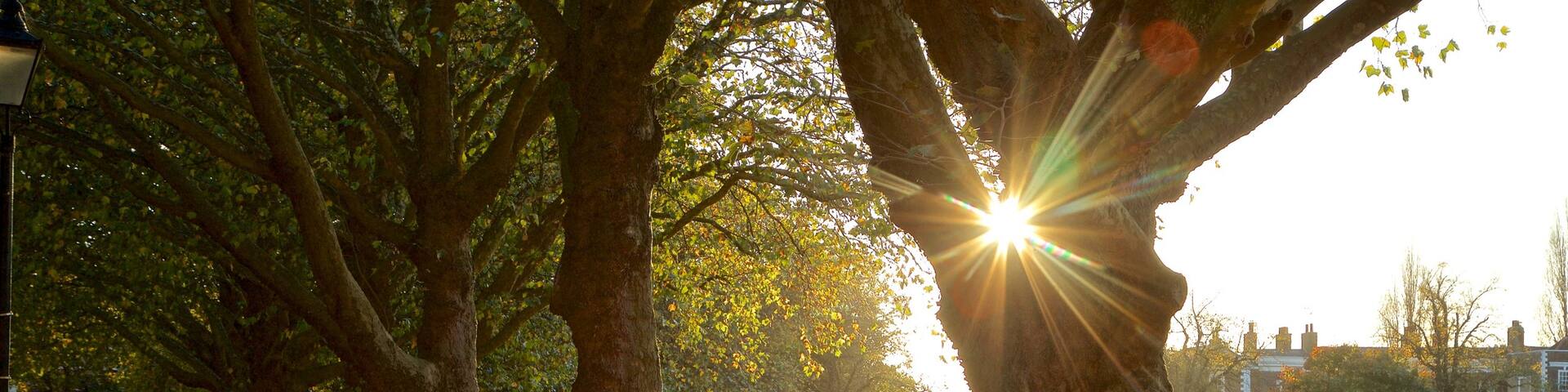 Richmond Green which includes fall colors, a park and a sunset