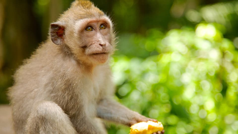 Bali showing cuddly or friendly animals and zoo animals