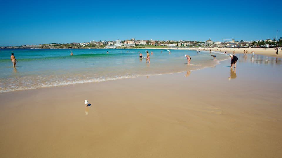 Bondi Beach welches beinhaltet Schwimmen und Sandstrand