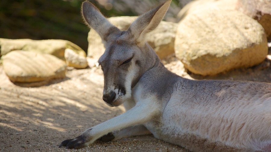 Taronga Zoo toont dierentuindieren