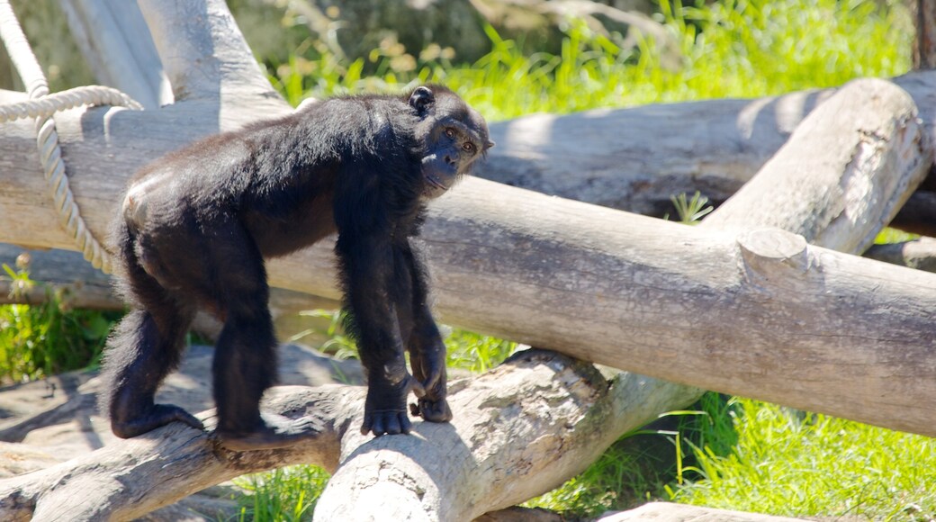 Taronga Zoo featuring animals and zoo animals