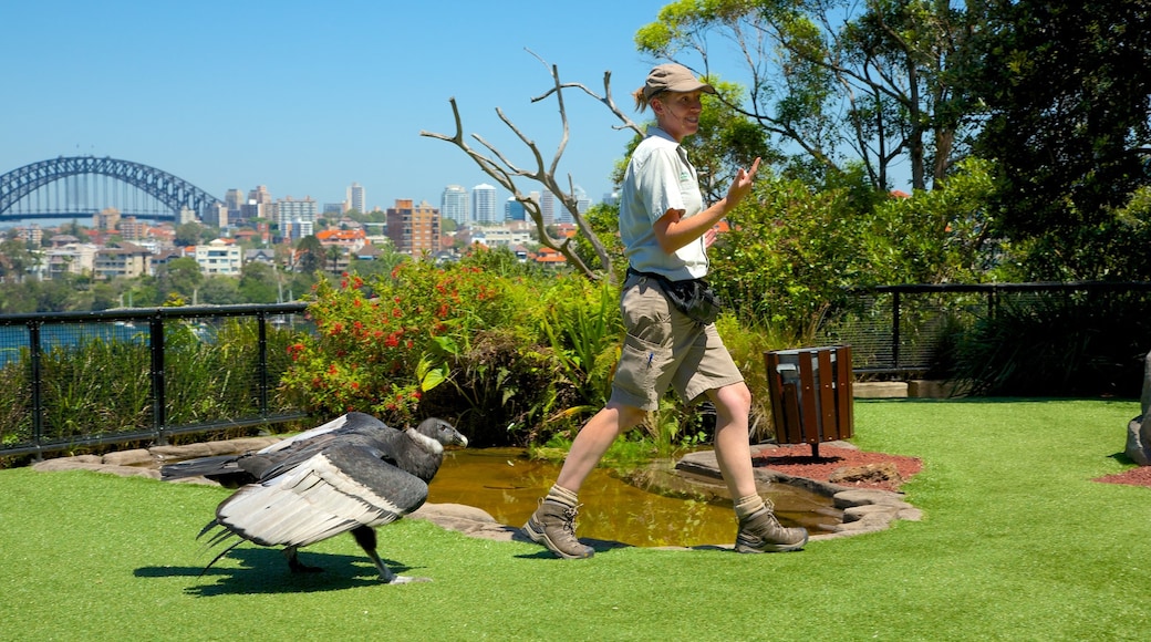 Taronga Zoo mostrando animales del zoológico y vida de las aves y también un hombre