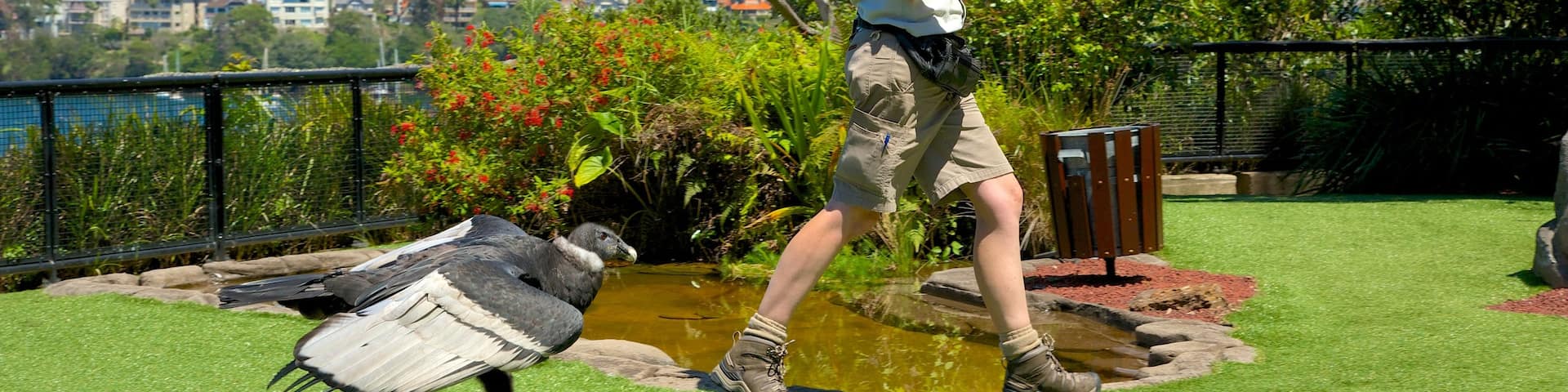 Taronga Zoo mostrando animales del zoológico y vida de las aves y también un hombre