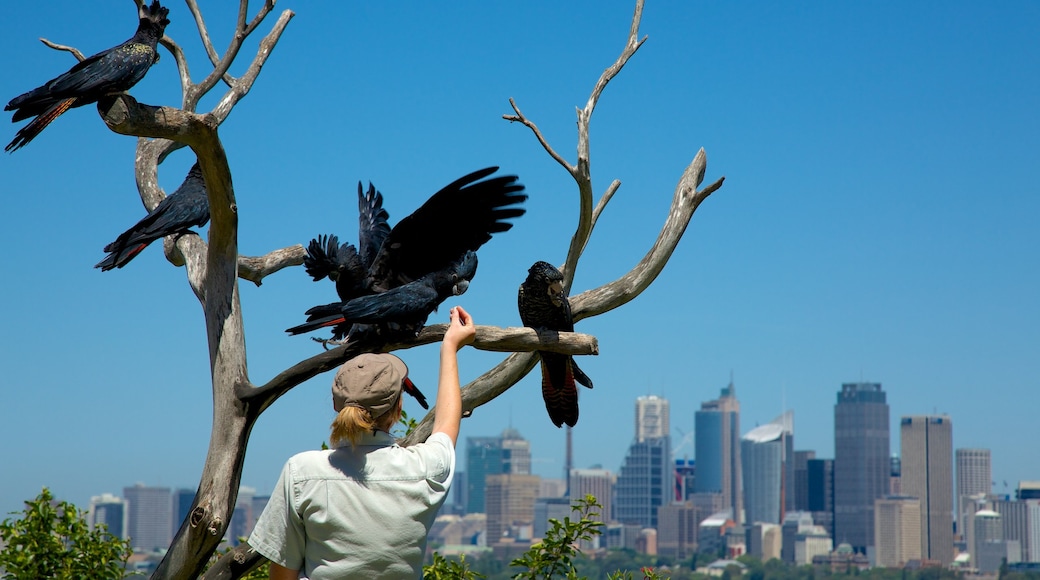 Taronga Zoo showing bird life, a city and skyline