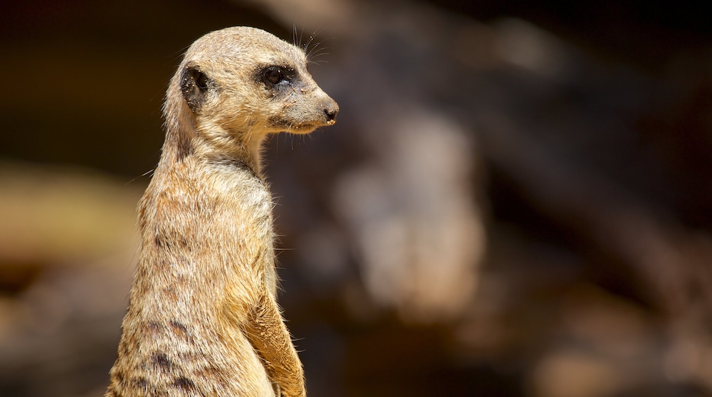 Taronga Zoo inclusief dieren en dierentuindieren